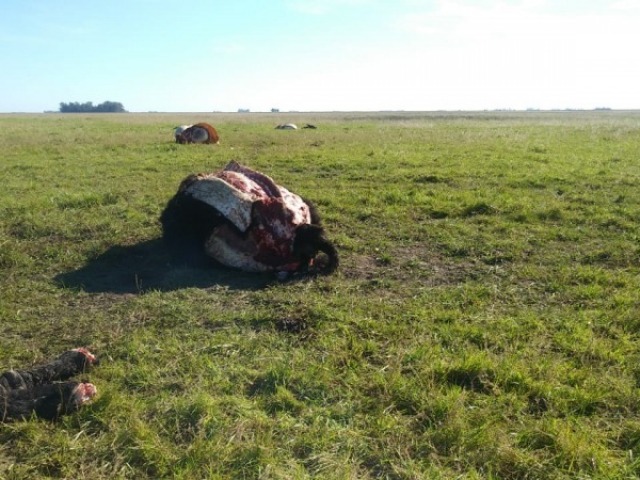 Reunin por el abigeato y la comercializacin ilegal de carnes
